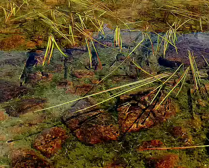 PXL002 Massif de la Sanguinière - Herbage dans petit lac